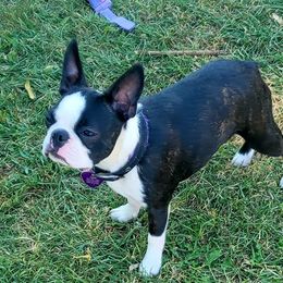Xena - Boston Terrier