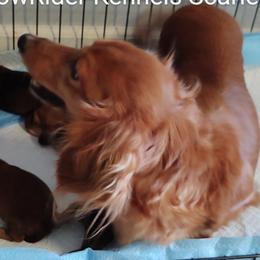 Scarlett - Dachshund