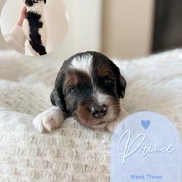 Prince - Phantom male Goldendoodle puppy in California City, California from Summer Sun Doodles