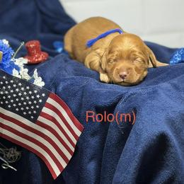 Rolo - Caramel male Australian Labradoodle puppy in Citrus Heights, California from Elite Blend Labradoodles