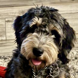 Pippa - Goldendoodle