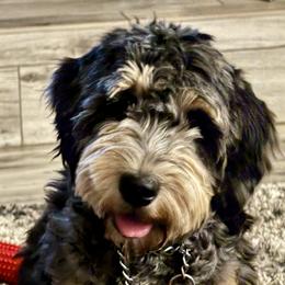 Pippa - Goldendoodle
