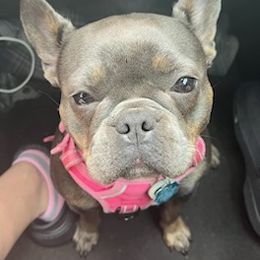 French Bulldogs from Nicky Gee frenchies