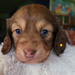 Boy 3 - Dachshund puppy in Homosassa, Florida from Foxies Doxies