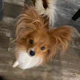 Bella - Papillon