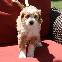 Smith - Parchment Labradoodle puppy in Las Vegas, Nevada from Patriot Labradoodles