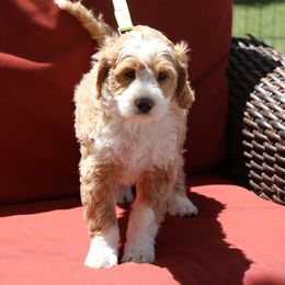 Smith - Parchment Labradoodle puppy in Las Vegas, Nevada from Patriot Labradoodles
