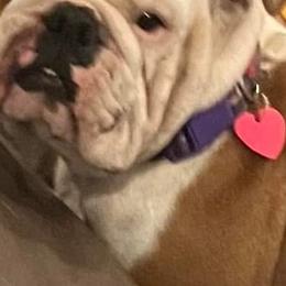 Meka - Bulldog