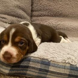 Boy 2 Black - Black and white male Beagle puppy in Crestview, Florida from Alicia's Beagles