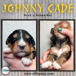 Johnny Cade - Tri-color male Bernedoodle puppy in Boiling Springs, South Carolina from OlliePups, LLC