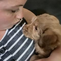 Assorted Doodle Crosses and Goldendoodle Puppies from Huff Family Farm & Doodles