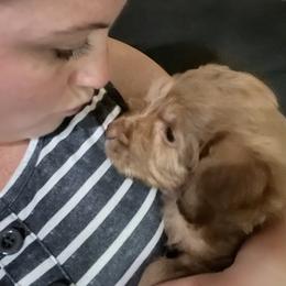 Assorted Doodle Crosses and Goldendoodle Puppies from Huff Family Farm & Doodles