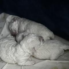 Boy 2 - White male Bolognese puppy in Mechanicsburg, Pennsylvania from Sweet Angels Bolognese