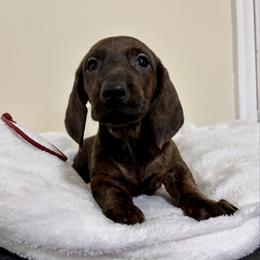 Red Collar Boy - Brindle male Dachshund puppy in Baltimore, Maryland from Passport Dachshunds