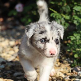Luka - Blue merle male Border Collie puppy in Tiskilwa, Illinois from First Harmony Farms