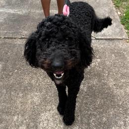 Paris - Labradoodle