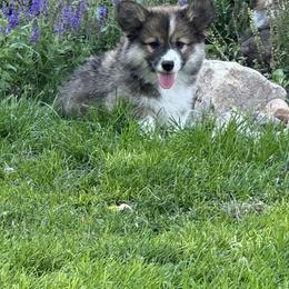 Shepherd - Sable male Pembroke Welsh Corgi puppy in Elberta, Utah from 3F Farms- Pembroke Welsh Corgis and Irish Wolfhounds