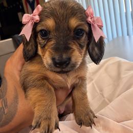 Reba - Red female Dachshund puppy in San Tan Valley, Arizona from Short Stack Miniature Dachshunds