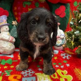 Light purple (pink) - Black and tan female Dachshund puppy in Chicago, Illinois from RGZ Doxies