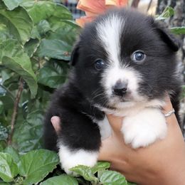 Remington - Black & white male Miniature Australian Shepherd puppy in Goliad, Texas from Sassy Lil Aussies and Diamond W Poodles