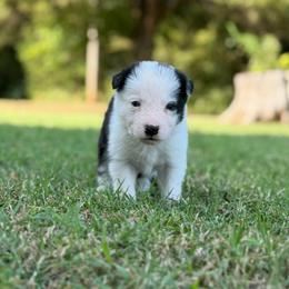 Boss - Black and white male Border Collie puppy in Ripley, Oklahoma from Adventure5 Border Collies