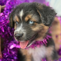 Flannel - Black tri male Miniature Australian Shepherd puppy in Granbury, Texas from Jubilee Acres