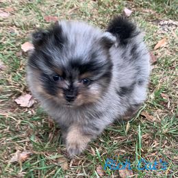 Catahoula Leopard Dog, Cocker Spaniel, Pomeranian, and Teddy Roosevelt Terrier Puppies from Rich Cat’s