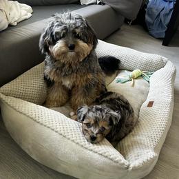 Aussiedoodle and Bernedoodle Puppies from Little Golden Farm
