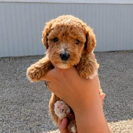 Indie - Cream female Goldendoodle puppy in Hudson, Michigan from Haaspawz