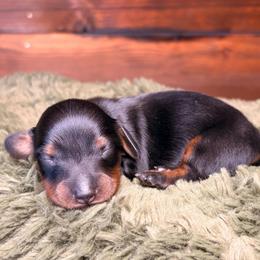 Wren - Black and tan male Dachshund puppy in Washburn, Tennessee from Clinch Mountain Dachshunds