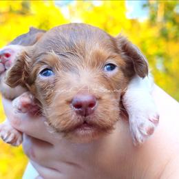 Tom - Dapple male Dachshund puppy in Quitman, Mississippi from S-and-A Kennels