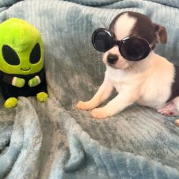 Cole AKC - Black and tan male Chihuahua puppy in Seneca, Missouri from Stephanie’s Puppy Colony