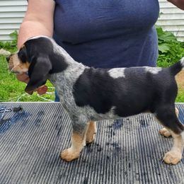 American English Coonhound Puppies from Passchendaele English Coonhounds