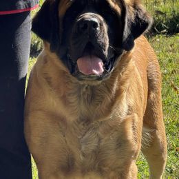 Mastiff puppies from Storytime Mastiffs & Bulldogs