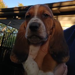 Boy 3 - male Basset Hound puppy in Richland Hills, Texas from The Basset Family