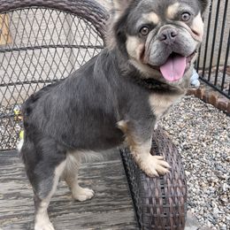 Envy - French Bulldog