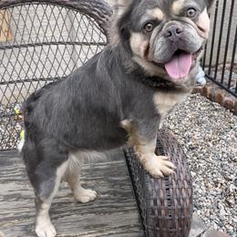 Envy - French Bulldog