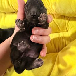Geraldine - Gray (blue) female Dachshund puppy in Knoxville, Tennessee from East TN Dachshunds