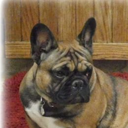 Gaia - French Bulldog