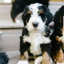 Bernedoodles and Goldendoodles from Highland Goldendoodles