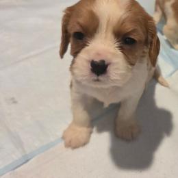 Merlin - Blenheim male Cavalier King Charles Spaniel puppy in Charity, Missouri from Missouri. Cavaliers
