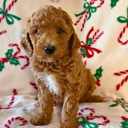 Biscuit- Apricot and White Male - Apricot male Goldendoodle puppy in Wickenburg, Arizona from Gentle Paw Goldendoodles