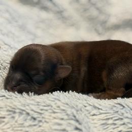 Bourbon - Blue and tan male Shorkie puppy in Delta, Colorado from SATA Kennels