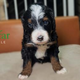 Jafar - Tri-color male Bernedoodle puppy in Alpharetta, Georgia from Doodles of Buckhead