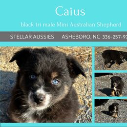 Caius - Black tri male Miniature Australian Shepherd puppy in Asheboro, North Carolina from Stellar Aussies