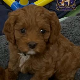 Maple - Red female Cavapoo puppy in Ridgeville, South Carolina from Cavapoo Love Bugs