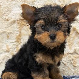 Koda - Blue and gold male Yorkshire Terrier puppy in Monticello, Iowa from Ashley’s Puppies