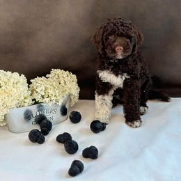 Lagotto Romagnolo Puppies from Joyful Lagotti