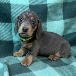 Lime - Blue and tan female Dachshund puppy in George West, Texas from Rockin M Kennel