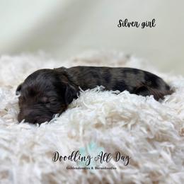Silver girl - Merle female Goldendoodle puppy in Valdese, North Carolina from Doodling All Day Goldendoodles